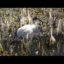 Ein Molukkenibis